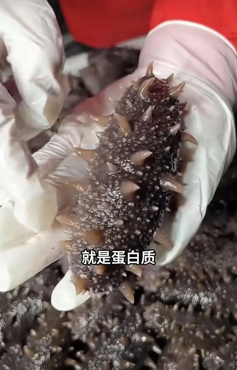 《微信小店运营手册（行业首发&持续更新...》 七、视频号分销系统（2） 配图 1